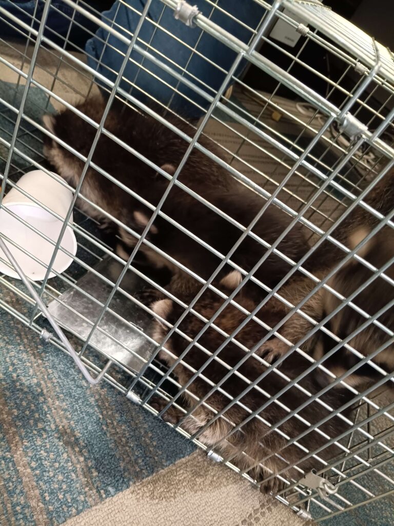 Wildlife Removal Unadilla