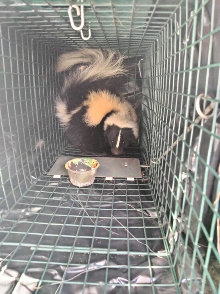Wildlife Removal Unadilla