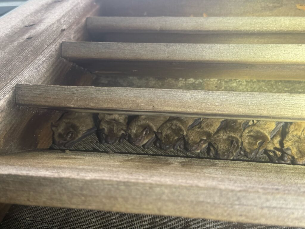 Wildlife Removal Unadilla