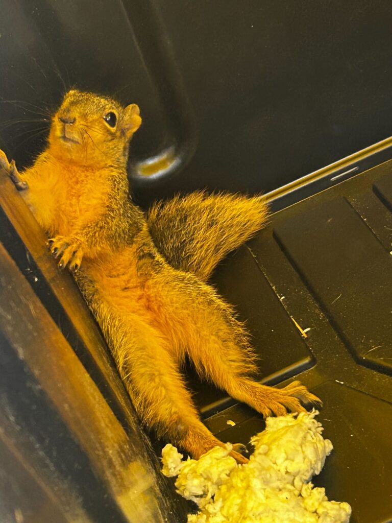Wildlife Removal Unadilla
