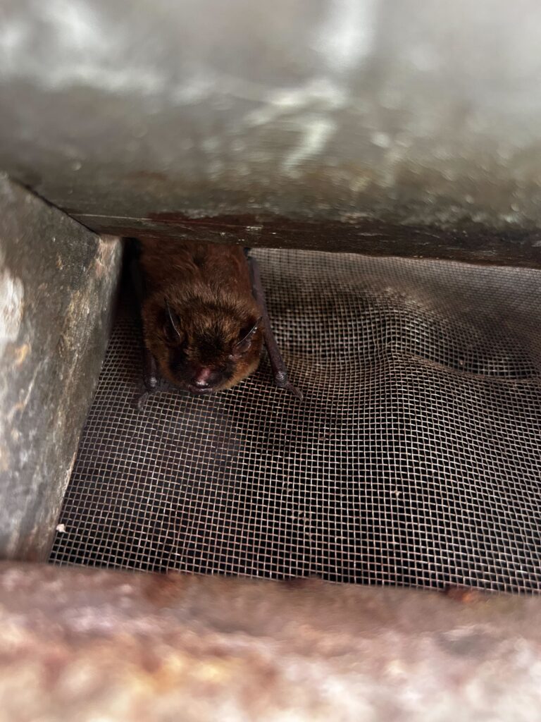 Wildlife Removal Unadilla